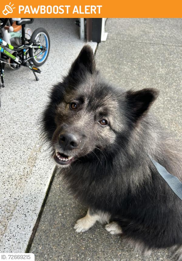 Found/Stray Male Dog last seen Vail Rd and 138th, Thurston County, WA 98597