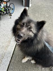 Found/Stray Male Dog last seen Vail Rd and 138th, Thurston County, WA 98597