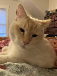 Lost Female Cat last seen E25th Ave and Grand Manito Area , Spokane, WA 99203
