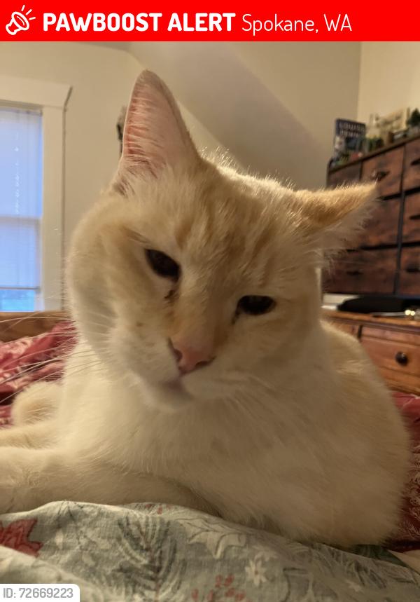 Lost Female Cat last seen E25th Ave and Grand Manito Area, Spokane, WA 99203