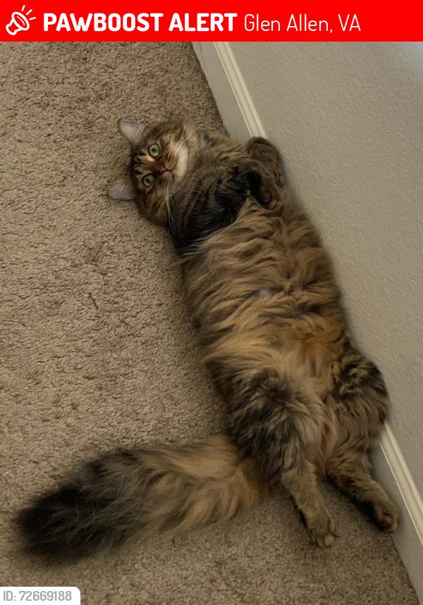 Lost Female Cat last seen Links apmts, Glen Allen, VA 23059