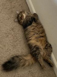 Lost Female Cat last seen Links apmts, Glen Allen, VA 23059