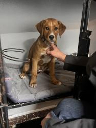 Found/Stray Male Dog last seen Tied to little tree across from Nu-Way Market and Gas station, Rio Linda, CA 95673