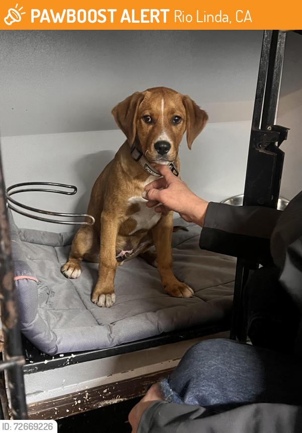 Found/Stray Male Dog last seen Tied to little tree across from Nu-Way Market and Gas station, Rio Linda, CA 95673