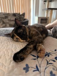 Lost Female Cat last seen Ave b and w 24th st by the circle k, Yuma, AZ 85364