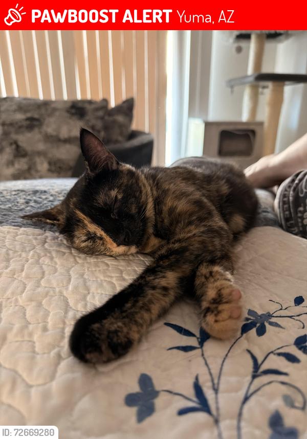 Lost Female Cat last seen Ave b and w 24th st by the circle k, Yuma, AZ 85364