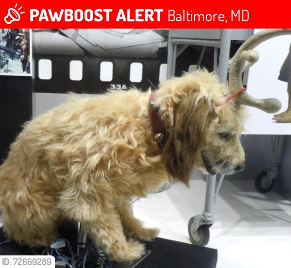 Lost Female Dog last seen Near eastbury ave, Baltimore, MD 21206