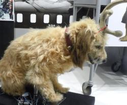 Lost Female Dog last seen Near eastbury ave, Baltimore, MD 21206