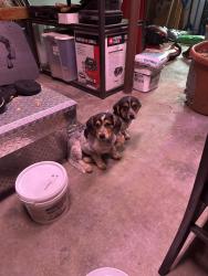Found/Stray Male Dog last seen Near Southmoor Road;North Chesterfield, VA 23234, Richmond, VA 23234