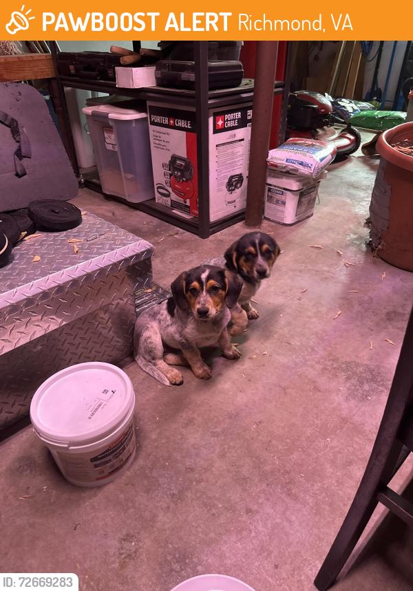 Found/Stray Male Dog last seen Near Southmoor Road;North Chesterfield, VA 23234, Richmond, VA 23234