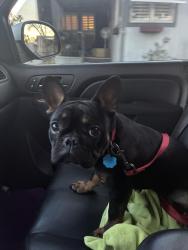 Lost Female Dog last seen Charleston and sloan, Las Vegas, NV 89101