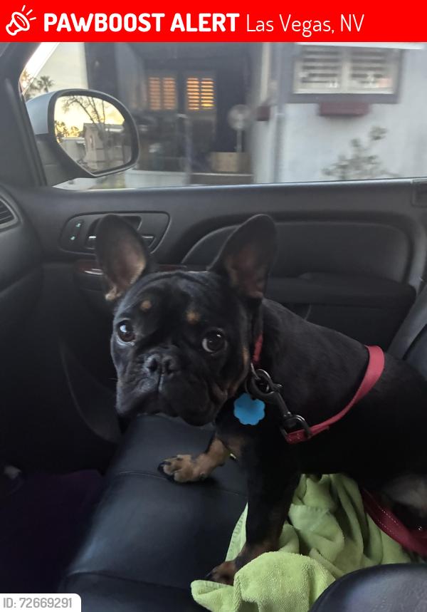Lost Female Dog last seen Charleston and sloan, Las Vegas, NV 89101