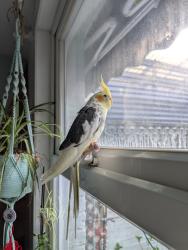 Lost Unknown Bird last seen Eltham post office , Büyük Londra, İngiltere SE9