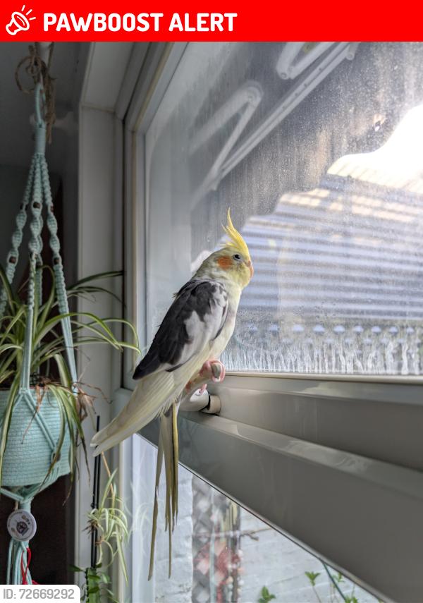 Lost Unknown Bird last seen Eltham post office , Büyük Londra, İngiltere SE9