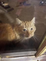 Lost Male Cat last seen Gunters Greenhouse, Durham, NC 27703