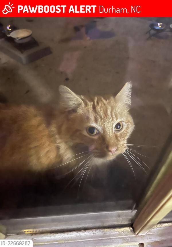Lost Male Cat last seen Gunters Greenhouse, Durham, NC 27703