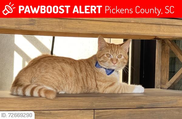 Lost Male Cat last seen Keowee Baptist Church, Pickens County, SC 29682