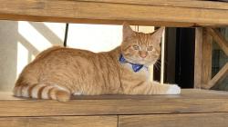 Lost Male Cat last seen Keowee Baptist Church, Pickens County, SC 29682