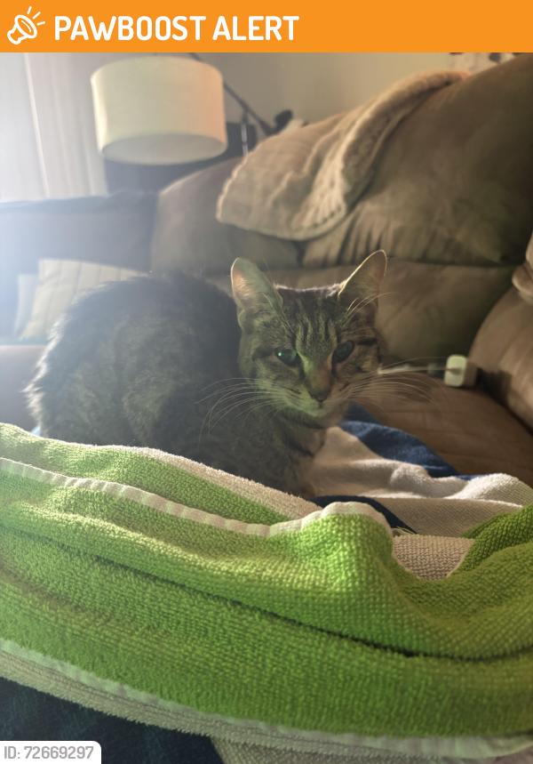 Found/Stray Female Cat last seen Coverstone Hill Circle , Prince William County, VA 20109