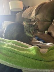 Found/Stray Female Cat last seen Coverstone Hill Circle , Prince William County, VA 20109