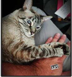 Lost Male Cat last seen Van Gordon & Union, Lakewood, CO 80228