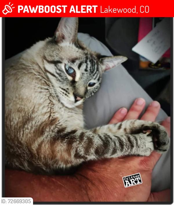 Lost Male Cat last seen Van Gordon & Union, Lakewood, CO 80228