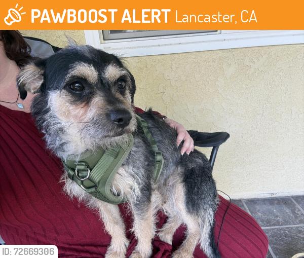 Found/Stray Male Dog last seen 25th St W and K-8, Lancaster, CA 93536