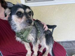 Found/Stray Male Dog last seen 25th St W and K-8, Lancaster, CA 93536