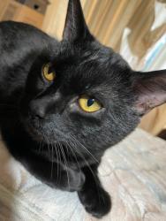 Lost Male Cat last seen 18 mile btwn Ryan and , Sterling Heights, MI 48310
