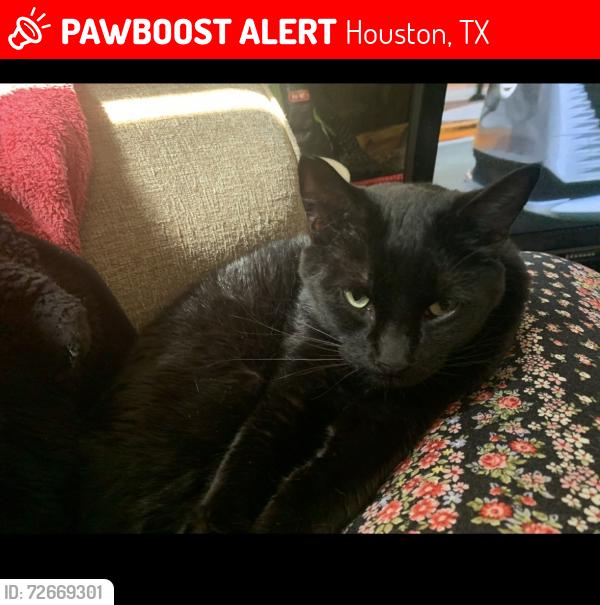 Lost Male Cat last seen Turkey Creek, Houston, TX 77079