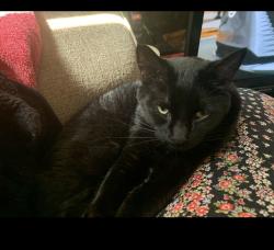 Lost Male Cat last seen Turkey Creek, Houston, TX 77079