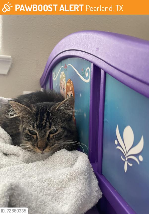 Found/Stray Unknown Cat last seen Near Trail Hollow Dr, Pearland, TX 77584, Pearland, TX 77584