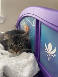 Found/Stray Unknown Cat last seen Near Trail Hollow Dr, Pearland, TX 77584, Pearland, TX 77584