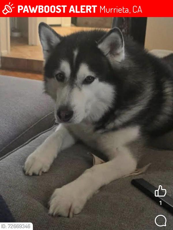 Lost Male Dog last seen Murrieta Hot Springs & Winchster, Murrieta, CA 92563