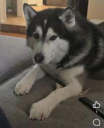 Lost Male Dog last seen Murrieta Hot Springs & Winchster, Murrieta, CA 92563