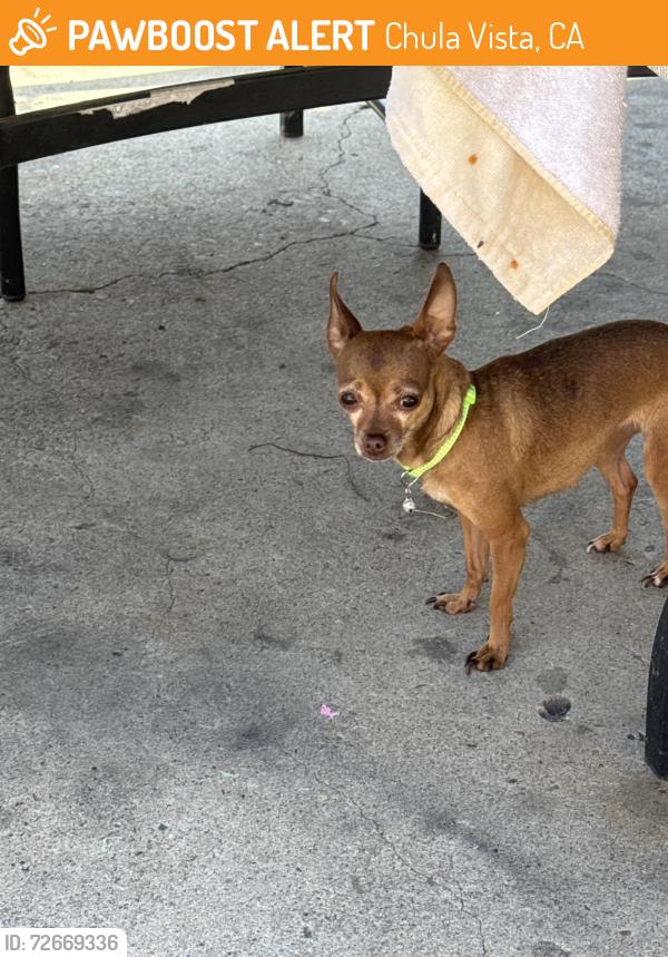 Found/Stray Female Dog last seen Montclair and nación , Chula Vista, CA 91911