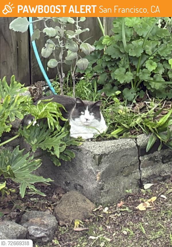 Found/Stray Unknown Cat last seen 22nd st and de haro, San Francisco, CA 94107