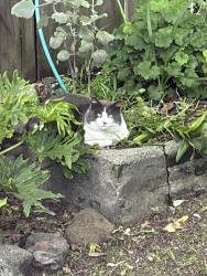 Found/Stray Unknown Cat last seen 22nd st and de haro, San Francisco, CA 94107