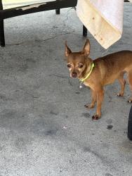Found/Stray Female Dog last seen Montclair and nación , Chula Vista, CA 91911