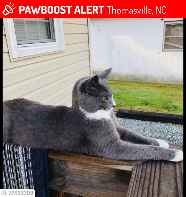 Lost Male Cat last seen Eagle dr, Thomasville, NC 27360