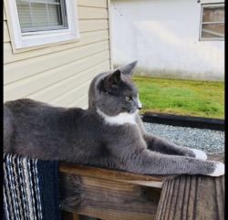 Lost Male Cat last seen Eagle dr, Thomasville, NC 27360