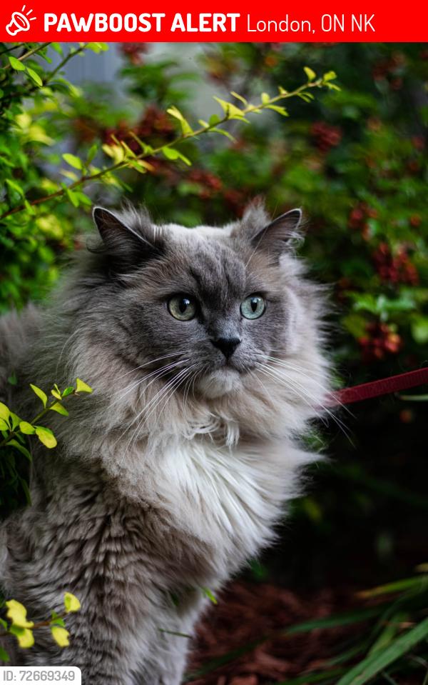Lost Male Cat last seen Commissioners and chestnut hill, London, ON N6K