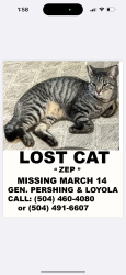 Lost Male Cat last seen Loyola / Geberal Pershing St. , New Orleans, LA 70115