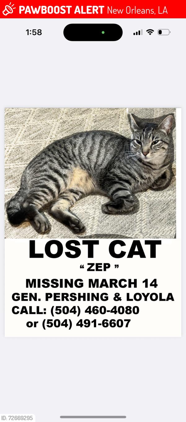 Lost Male Cat last seen Loyola / Geberal Pershing St. , New Orleans, LA 70115