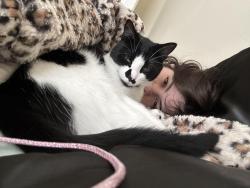 Lost Male Cat last seen Summerbrooke apmts , Kemah, TX 77565