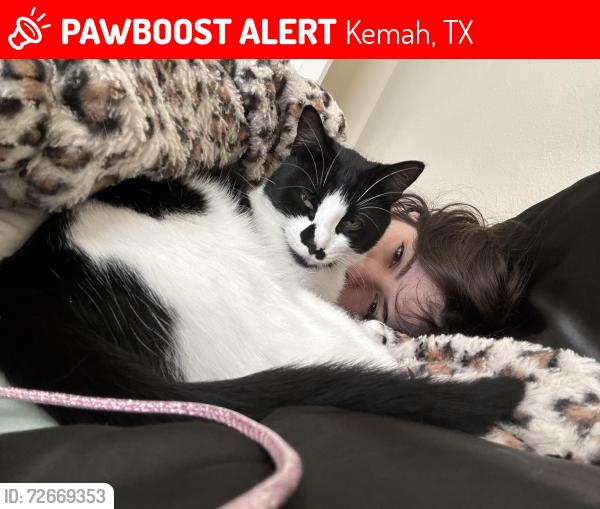 Lost Male Cat last seen Summerbrooke apmts , Kemah, TX 77565