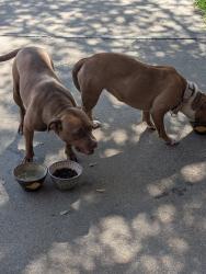 Found/Stray Female Dog last seen Hulen and Risinger , Fort Worth, TX 76123
