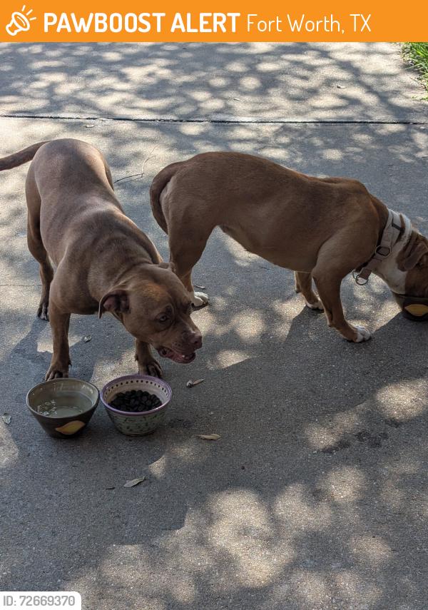 Found/Stray Female Dog last seen Hulen and Risinger , Fort Worth, TX 76123