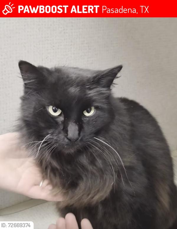 Lost Female Cat last seen Burke and Fairmont, Pasadena, TX 77504