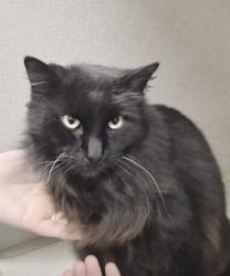 Lost Female Cat last seen Burke and Fairmont, Pasadena, TX 77504